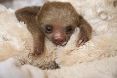Hoffmann'S Two-Toed Sloth (Choloepus Hoffmanni) Orphaned Baby Bottle Feeding-Suzi Eszterhas-Photographic Print