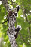 Three Cotton-top tamarins climbing tree, Northern Colombia-Suzi Eszterhas-Photographic Print