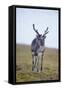 Svalbard Reindeer Buck on Tundra, St. Jonsfjorden, Spitsbergen, Norway-Steve Kazlowski-Framed Stretched Canvas