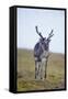 Svalbard Reindeer Buck on Tundra, St. Jonsfjorden, Spitsbergen, Norway-Steve Kazlowski-Framed Stretched Canvas