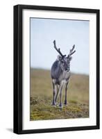 Svalbard Reindeer Buck on Tundra, St. Jonsfjorden, Spitsbergen, Norway-Steve Kazlowski-Framed Premium Photographic Print