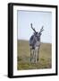 Svalbard Reindeer Buck on Tundra, St. Jonsfjorden, Spitsbergen, Norway-Steve Kazlowski-Framed Premium Photographic Print