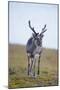 Svalbard Reindeer Buck on Tundra, St. Jonsfjorden, Spitsbergen, Norway-Steve Kazlowski-Mounted Premium Photographic Print