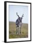 Svalbard Reindeer Buck on Tundra, St. Jonsfjorden, Spitsbergen, Norway-Steve Kazlowski-Framed Photographic Print