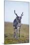 Svalbard Reindeer Buck on Tundra, St. Jonsfjorden, Spitsbergen, Norway-Steve Kazlowski-Mounted Photographic Print