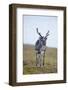 Svalbard Reindeer Buck on Tundra, St. Jonsfjorden, Spitsbergen, Norway-Steve Kazlowski-Framed Photographic Print