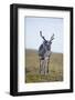 Svalbard Reindeer Buck on Tundra, St. Jonsfjorden, Spitsbergen, Norway-Steve Kazlowski-Framed Photographic Print