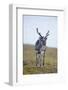 Svalbard Reindeer Buck on Tundra, St. Jonsfjorden, Spitsbergen, Norway-Steve Kazlowski-Framed Photographic Print