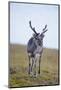 Svalbard Reindeer Buck on Tundra, St. Jonsfjorden, Spitsbergen, Norway-Steve Kazlowski-Mounted Photographic Print