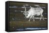 Svalbard Reindeer on the Tundra-DLILLC-Framed Stretched Canvas