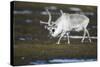 Svalbard Reindeer on the Tundra-DLILLC-Stretched Canvas