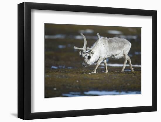 Svalbard Reindeer on the Tundra-DLILLC-Framed Photographic Print