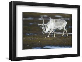 Svalbard Reindeer on the Tundra-DLILLC-Framed Photographic Print