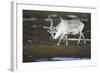 Svalbard Reindeer on the Tundra-DLILLC-Framed Photographic Print