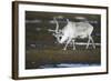 Svalbard Reindeer on the Tundra-DLILLC-Framed Photographic Print