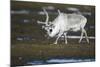 Svalbard Reindeer on the Tundra-DLILLC-Mounted Photographic Print