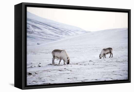 Svalbard Reindeer (Rangifer Taradus Spp. Platyrhynchus) Grazing in Winter-Louise Murray-Framed Stretched Canvas