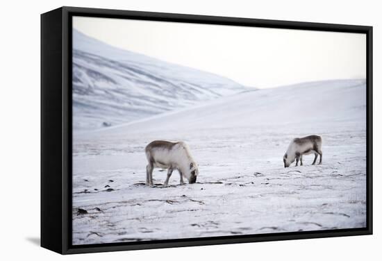 Svalbard Reindeer (Rangifer Taradus Spp. Platyrhynchus) Grazing in Winter-Louise Murray-Framed Stretched Canvas