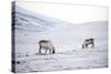 Svalbard Reindeer (Rangifer Taradus Spp. Platyrhynchus) Grazing in Winter-Louise Murray-Stretched Canvas