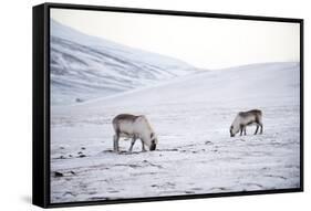 Svalbard Reindeer (Rangifer Taradus Spp. Platyrhynchus) Grazing in Winter-Louise Murray-Framed Stretched Canvas