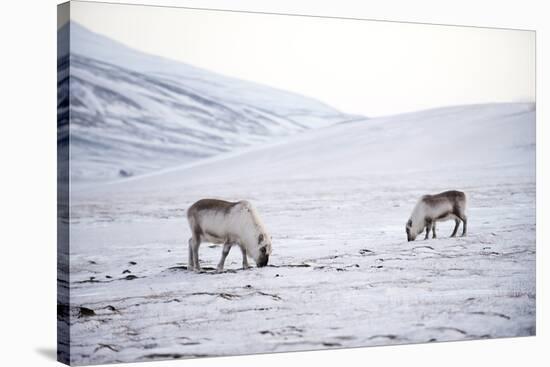 Svalbard Reindeer (Rangifer Taradus Spp. Platyrhynchus) Grazing in Winter-Louise Murray-Stretched Canvas