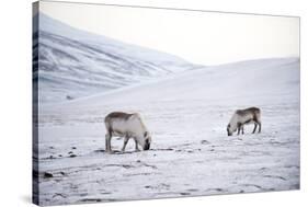 Svalbard Reindeer (Rangifer Taradus Spp. Platyrhynchus) Grazing in Winter-Louise Murray-Stretched Canvas