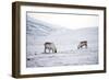 Svalbard Reindeer (Rangifer Taradus Spp. Platyrhynchus) Grazing in Winter-Louise Murray-Framed Photographic Print