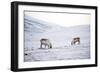 Svalbard Reindeer (Rangifer Taradus Spp. Platyrhynchus) Grazing in Winter-Louise Murray-Framed Photographic Print