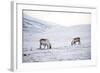 Svalbard Reindeer (Rangifer Taradus Spp. Platyrhynchus) Grazing in Winter-Louise Murray-Framed Photographic Print