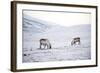 Svalbard Reindeer (Rangifer Taradus Spp. Platyrhynchus) Grazing in Winter-Louise Murray-Framed Photographic Print