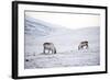 Svalbard Reindeer (Rangifer Taradus Spp. Platyrhynchus) Grazing in Winter-Louise Murray-Framed Photographic Print