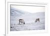 Svalbard Reindeer (Rangifer Taradus Spp. Platyrhynchus) Grazing in Winter-Louise Murray-Framed Photographic Print