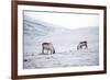 Svalbard Reindeer (Rangifer Taradus Spp. Platyrhynchus) Grazing in Winter-Louise Murray-Framed Photographic Print