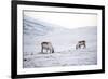 Svalbard Reindeer (Rangifer Taradus Spp. Platyrhynchus) Grazing in Winter-Louise Murray-Framed Photographic Print