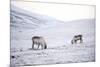 Svalbard Reindeer (Rangifer Taradus Spp. Platyrhynchus) Grazing in Winter-Louise Murray-Mounted Photographic Print