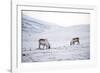 Svalbard Reindeer (Rangifer Taradus Spp. Platyrhynchus) Grazing in Winter-Louise Murray-Framed Photographic Print