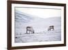 Svalbard Reindeer (Rangifer Taradus Spp. Platyrhynchus) Grazing in Winter-Louise Murray-Framed Photographic Print