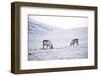 Svalbard Reindeer (Rangifer Taradus Spp. Platyrhynchus) Grazing in Winter-Louise Murray-Framed Photographic Print