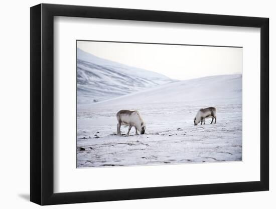 Svalbard Reindeer (Rangifer Taradus Spp. Platyrhynchus) Grazing in Winter-Louise Murray-Framed Photographic Print