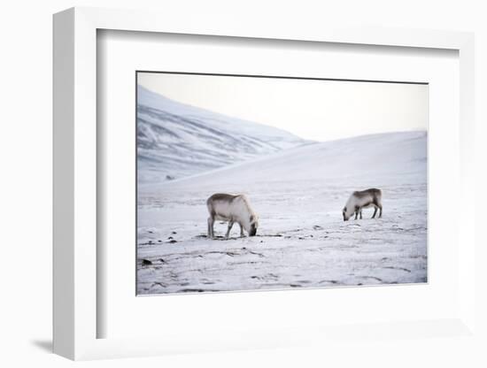 Svalbard Reindeer (Rangifer Taradus Spp. Platyrhynchus) Grazing in Winter-Louise Murray-Framed Photographic Print