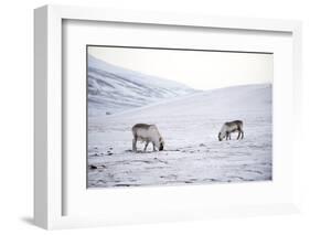 Svalbard Reindeer (Rangifer Taradus Spp. Platyrhynchus) Grazing in Winter-Louise Murray-Framed Photographic Print