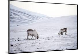 Svalbard Reindeer (Rangifer Taradus Spp. Platyrhynchus) Grazing in Winter-Louise Murray-Mounted Photographic Print