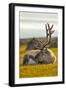 Svalbard Reindeer (Rangifer Tarandus Platyrhynchus) In Velvet, Resting, Svalbard, Norway, August-Uri Golman-Framed Photographic Print