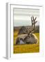 Svalbard Reindeer (Rangifer Tarandus Platyrhynchus) In Velvet, Resting, Svalbard, Norway, August-Uri Golman-Framed Photographic Print