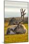 Svalbard Reindeer (Rangifer Tarandus Platyrhynchus) In Velvet, Resting, Svalbard, Norway, August-Uri Golman-Mounted Photographic Print