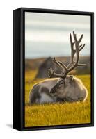 Svalbard Reindeer (Rangifer Tarandus Platyrhynchus) In Velvet, Resting, Svalbard, Norway, August-Uri Golman-Framed Stretched Canvas