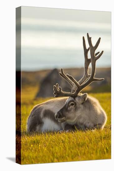 Svalbard Reindeer (Rangifer Tarandus Platyrhynchus) In Velvet, Resting, Svalbard, Norway, August-Uri Golman-Stretched Canvas