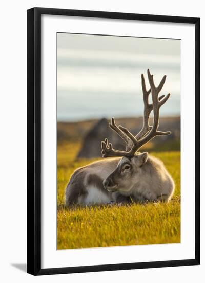 Svalbard Reindeer (Rangifer Tarandus Platyrhynchus) In Velvet, Resting, Svalbard, Norway, August-Uri Golman-Framed Photographic Print