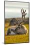 Svalbard Reindeer (Rangifer Tarandus Platyrhynchus) In Velvet, Resting, Svalbard, Norway, August-Uri Golman-Mounted Photographic Print