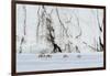 Svalbard reindeer, Rangifer tarandus, walk along a glacier front. Norway-Sergio Pitamitz-Framed Photographic Print